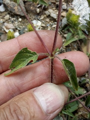 Tetramerium