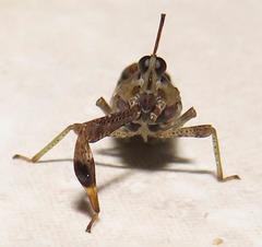 Raphiophora intricata