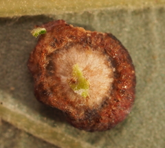 Phylloteras volutellae