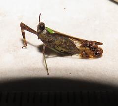 Raphiophora intricata