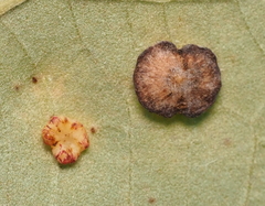 Phylloteras volutellae