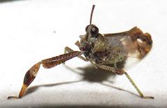 Raphiophora intricata