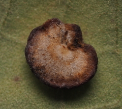 Phylloteras volutellae