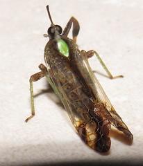 Raphiophora intricata