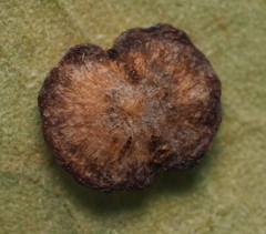 Phylloteras volutellae