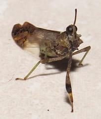 Raphiophora intricata