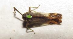 Raphiophora intricata