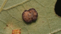 Phylloteras volutellae