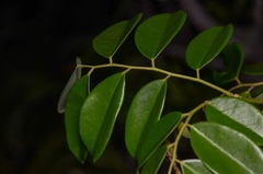 Dalbergia benthamii