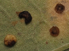 Phylloteras volutellae