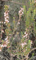Erica tenuis