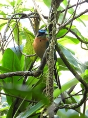 Momotus lessonii