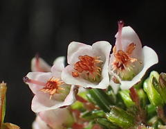 Erica tenuis