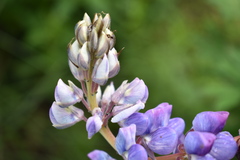 Lupinus hintonii
