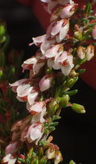 Erica tenuis