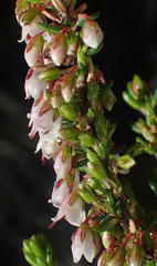 Erica tenuis