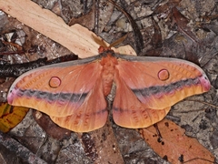 Opodiphthera loranthi