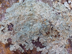 Pseudoparmelia