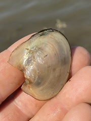 Potamilus inflatus