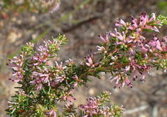Erica uberiflora