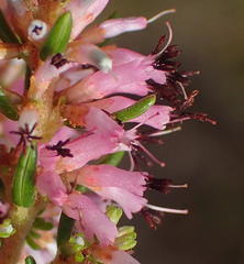 Erica uberiflora