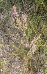 Erica uberiflora
