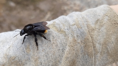 Bombus diligens