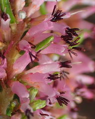 Erica uberiflora