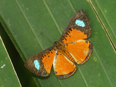 Argyrogrammana natalita