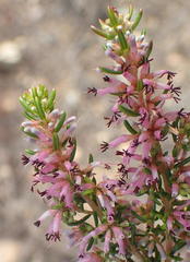 Erica uberiflora