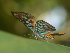 Argyrogrammana natalita