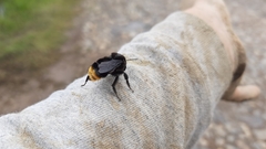 Bombus diligens