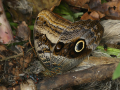 Caligo oileus