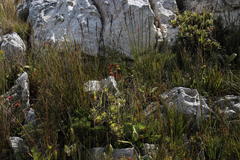 Erica aristata aristata