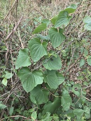 Dioscorea galeottiana