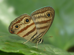 Euptychia