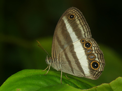 Euptychoides albofasciata