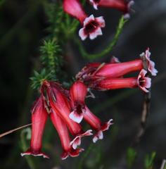 Erica aristata aristata