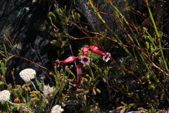 Erica aristata aristata