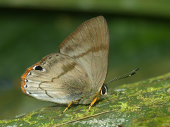 Euselasia eucrates
