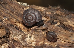 Helminthoglypta sanctaecrucis