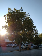 Platanus