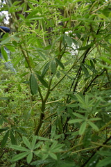 Lupinus hintonii