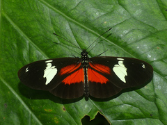Heliconius hierax