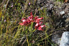 Erica aristata aristata