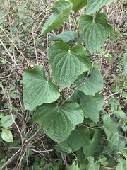 Dioscorea galeottiana