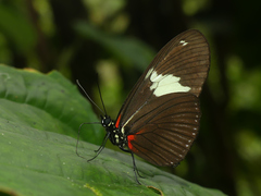 Heliconius hierax