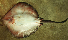 Deepwater Stingray photo 4