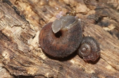 Helminthoglypta sanctaecrucis