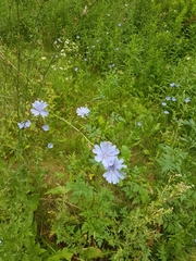 Cichorium intybus